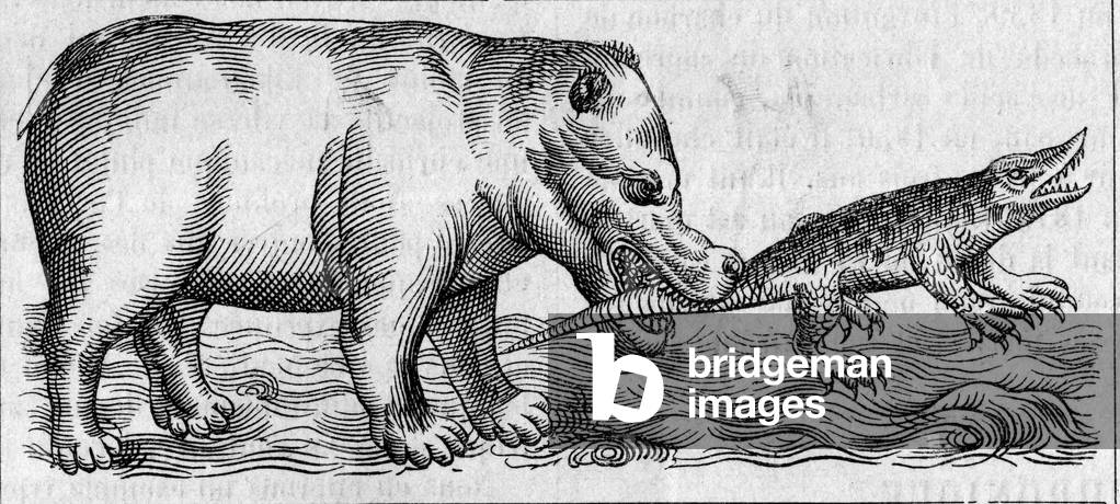 Nile Hippo. (After Pierre Belon, 1517-1564). Engraving in “” La Nature: revue des sciences et de leurs applications aux arts et a l'industrie”” of 11 February 1888.
