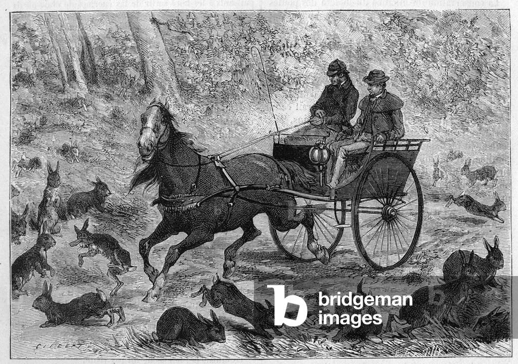 Rabbit overcrowding in Australia: Mr. Williamson's car passing through a bunch of rabbits. Engraving in “” La Nature: revue des sciences et de leurs applications aux arts et a l'industrie”” of March 24, 1888.