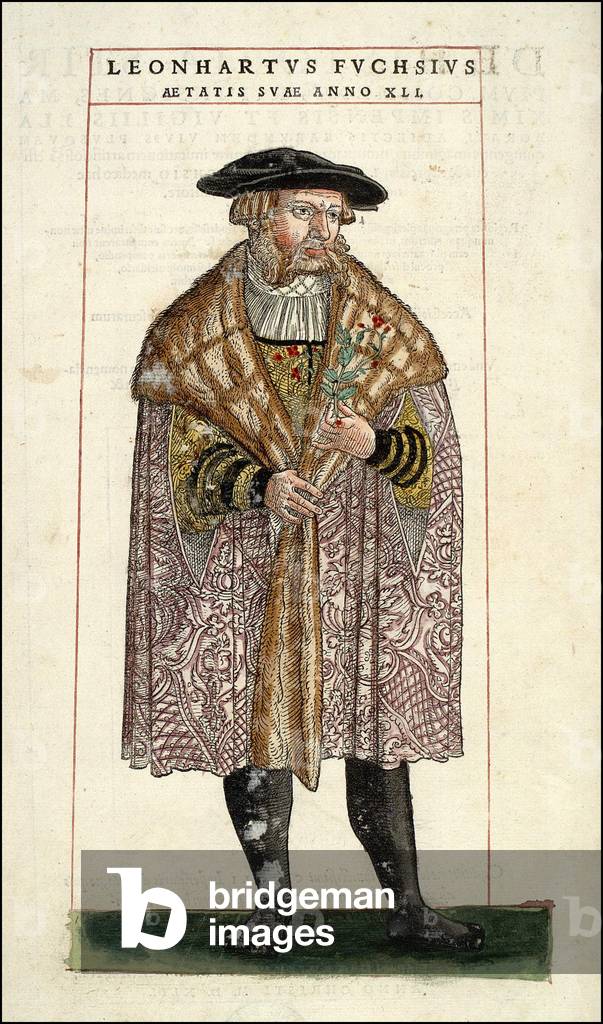 Bild von Gravur "Porträt von Leonhart Fuchs: Botaniker - deutscher Arzt - in "De Historia Stirpium commentarii