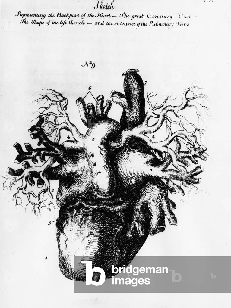 Le Coeur, extract from “The anatomy of the human body”” 1797, by Charles Bell (1774-1824) - Biblioteca nazionale braidense, Milano