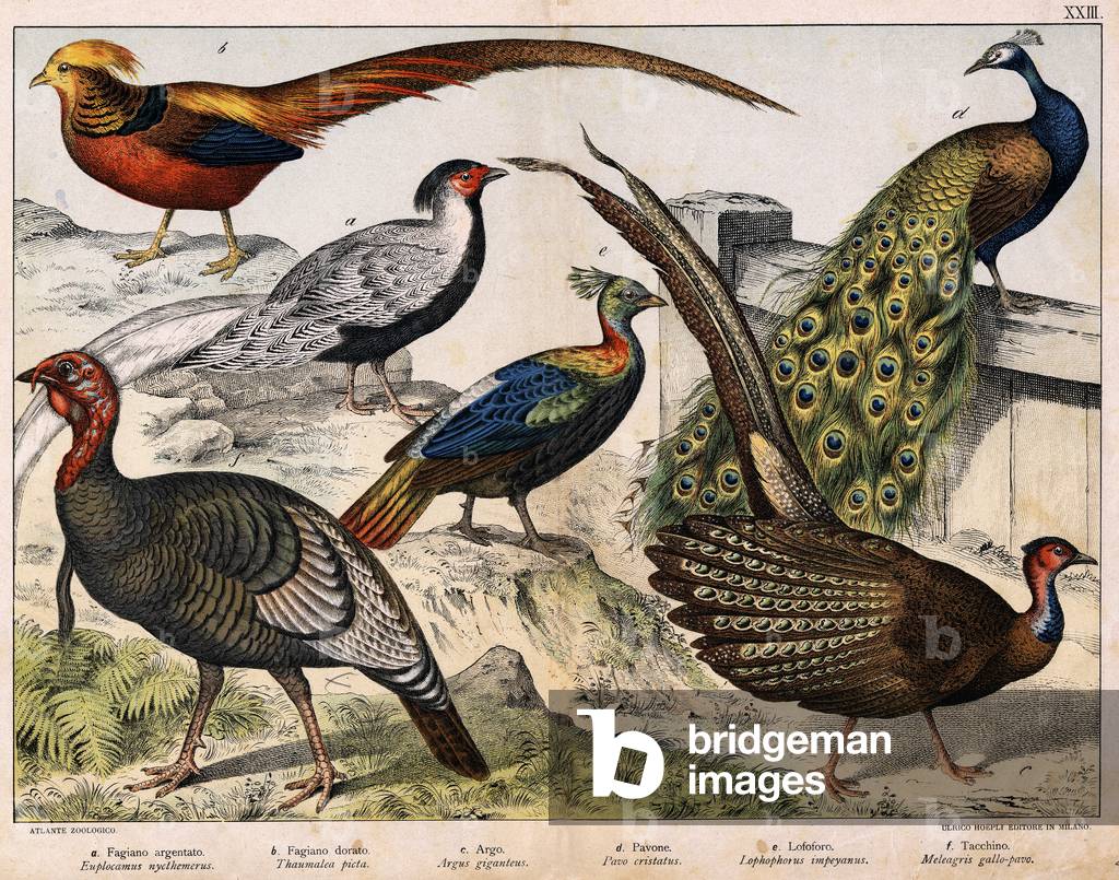 Diverses illustration of birds “History” natural birds”. ed. Hoepli, Milan, 1873 (engraving)