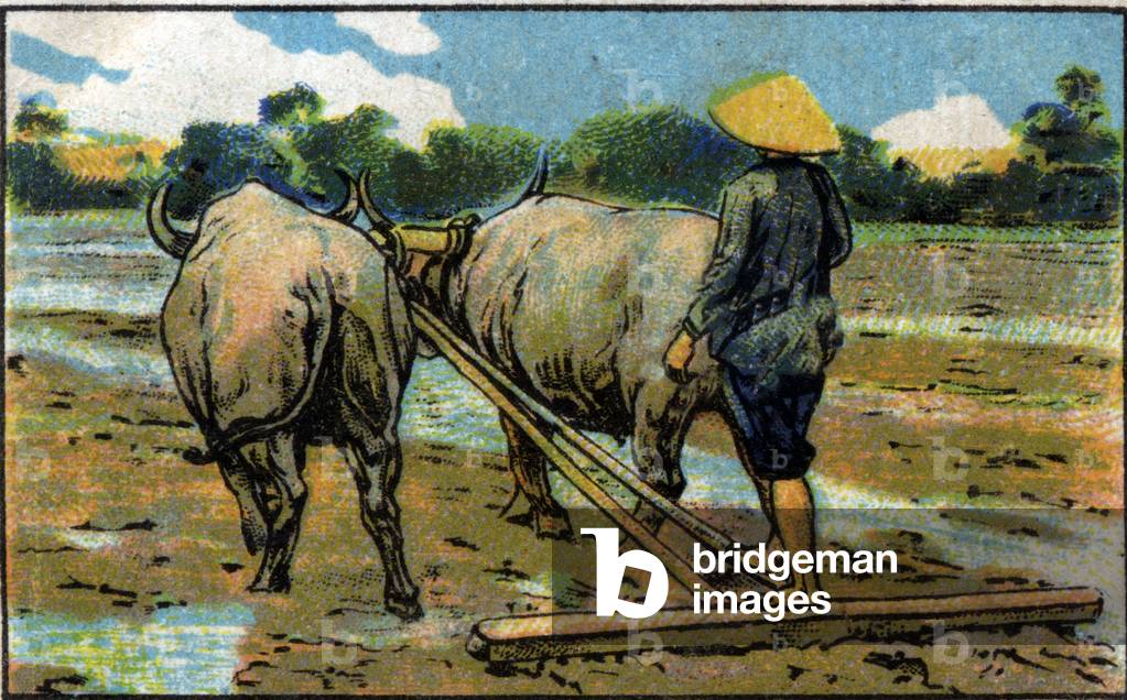 Harrowing a rice field in Cochinchina . 1936 (chromo)