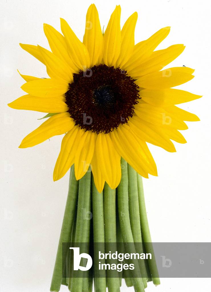 Still life of a sunflower rises on green stems.