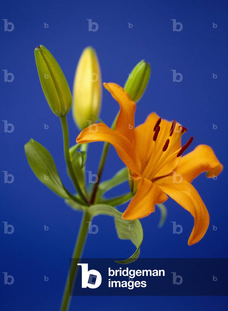 Still life of flower: lily and lily bud.