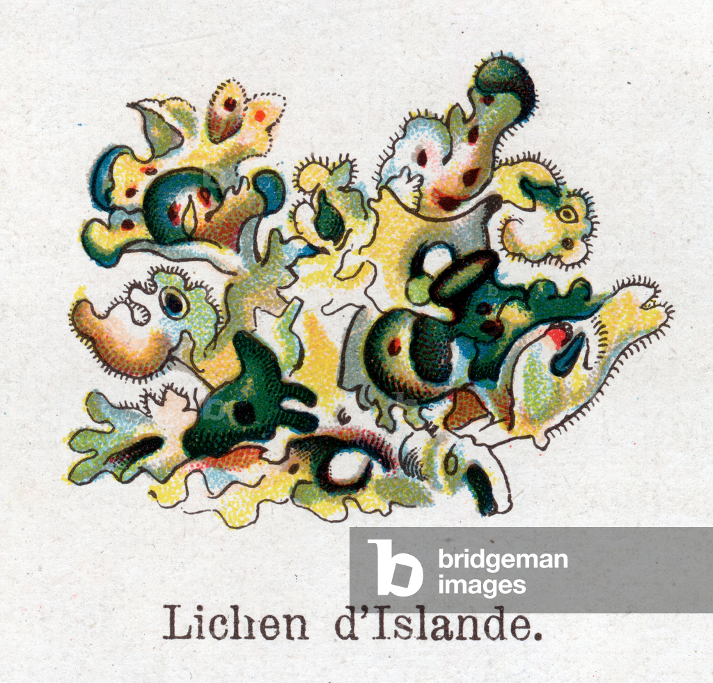 Medicinal and food botanical plants: Iceland lichen. Engraving in “” La medication naturelle””, by Friedrich Eduard Bilz (1842-1922), 1898. Private Collection