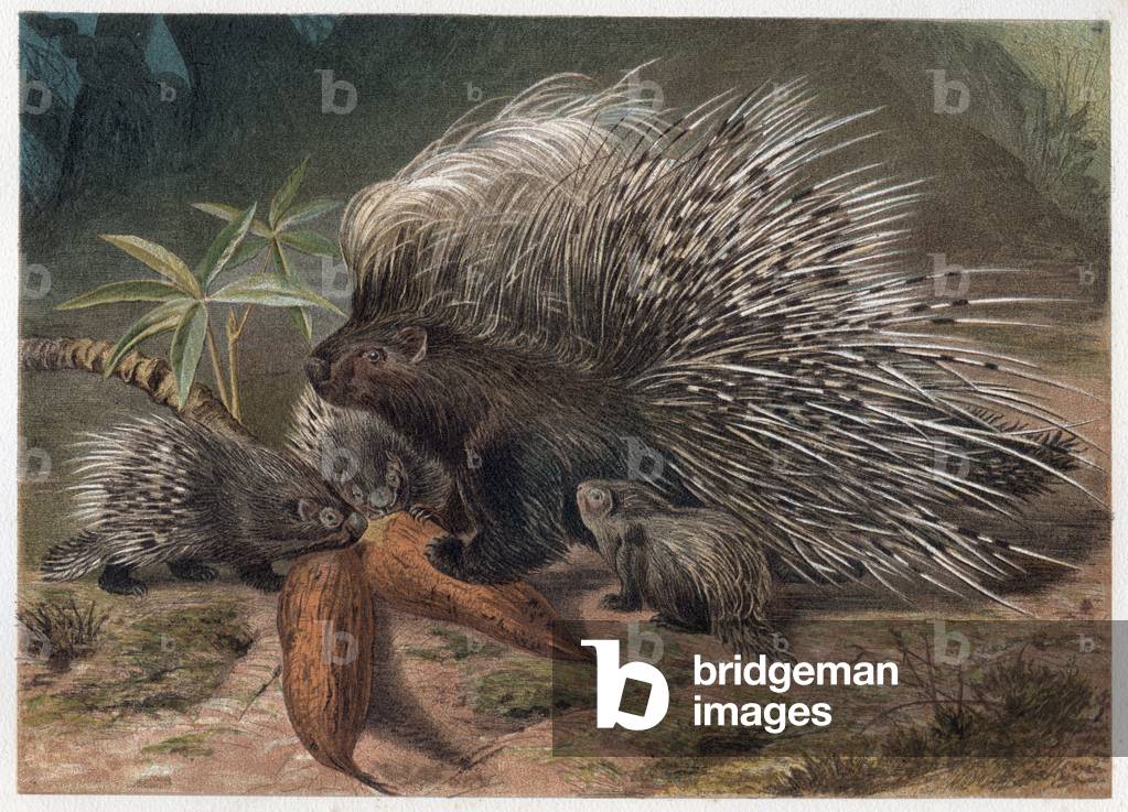 Pork epic a crete (porc-epic) - The crested porcupine (Hystrix cristata) - engraving from “” Brehm's Life of Animals”” by Alfred Edmund Brehm (1829-1884)