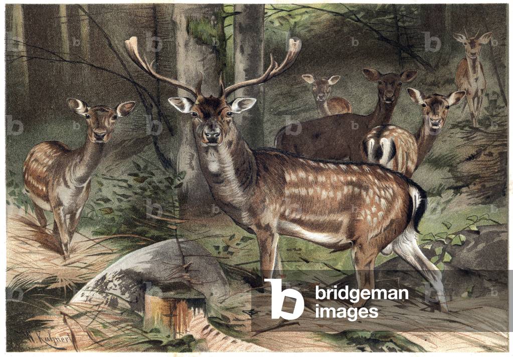 Pelle scamosciata europea - Il daino (Dama dama) - incisione da «» Brehm's Life of Animals»» di Alfred Edmund 