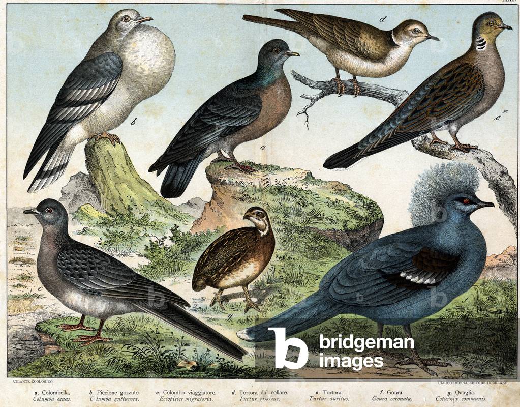 Diverses illustration of birds “History” natural birds”. ed. Hoepli, Milan, 1873 (engraving)