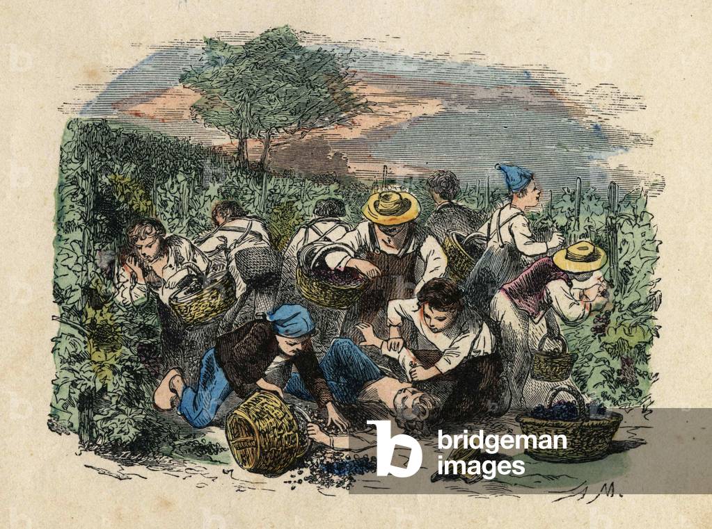 The harvest. 19th century illustration. Bianchetti Collection