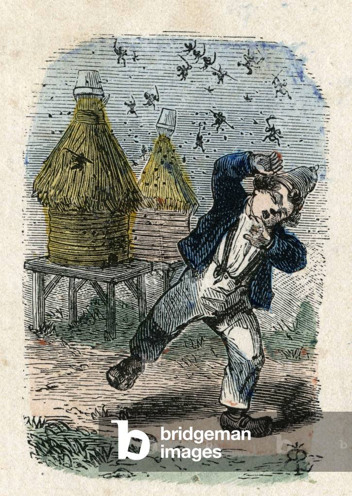 Bees attack a child near their hive. Illustration 19th century. Bianchetti Collection