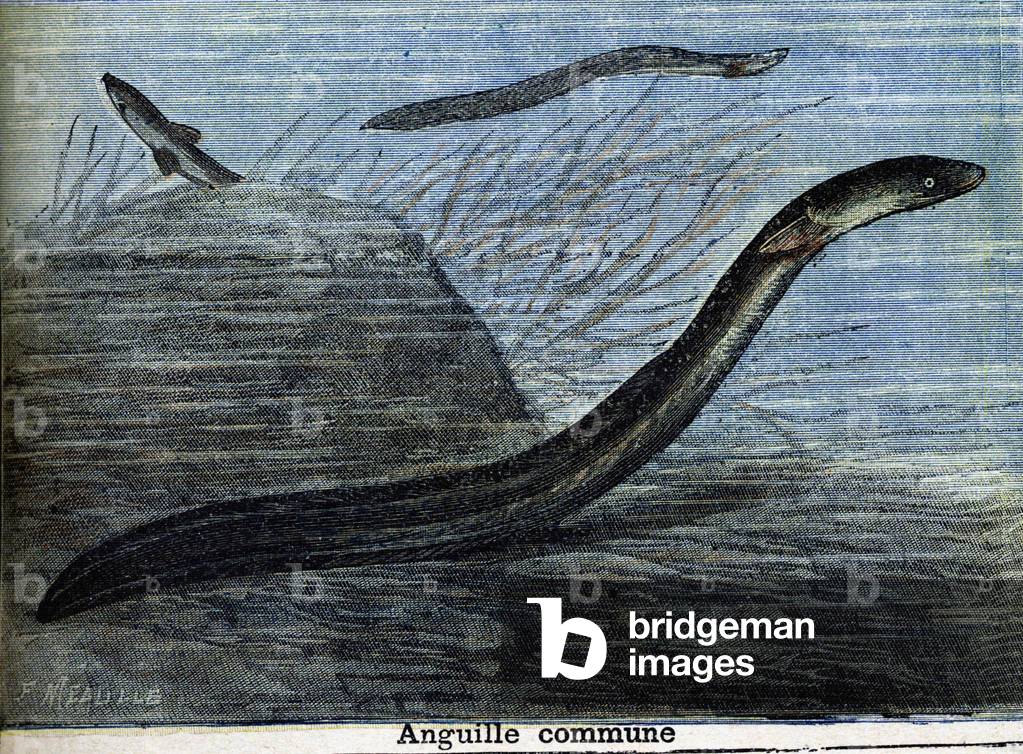 "anguilla comune. Incisione del 1897" 1801 di Unknown Artist