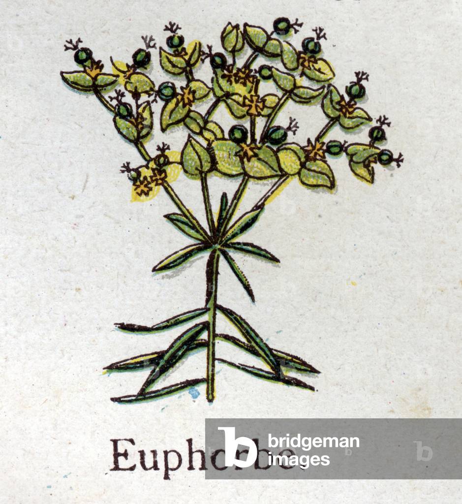 Venenous botanical plants: Euphorbo. Engraving in “” The natural medication””, by Friedrich Eduard Bilz (1842-1922), 1898. Private Collection