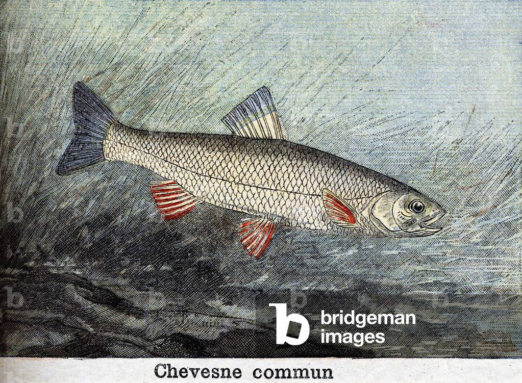 Chevense commun engraving from 1898
