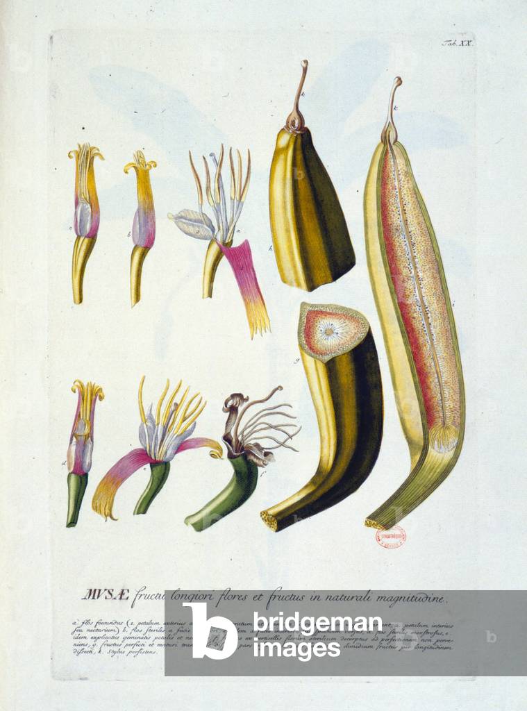 Botanical board: flowers and banana cutting. n.d. 19th century.