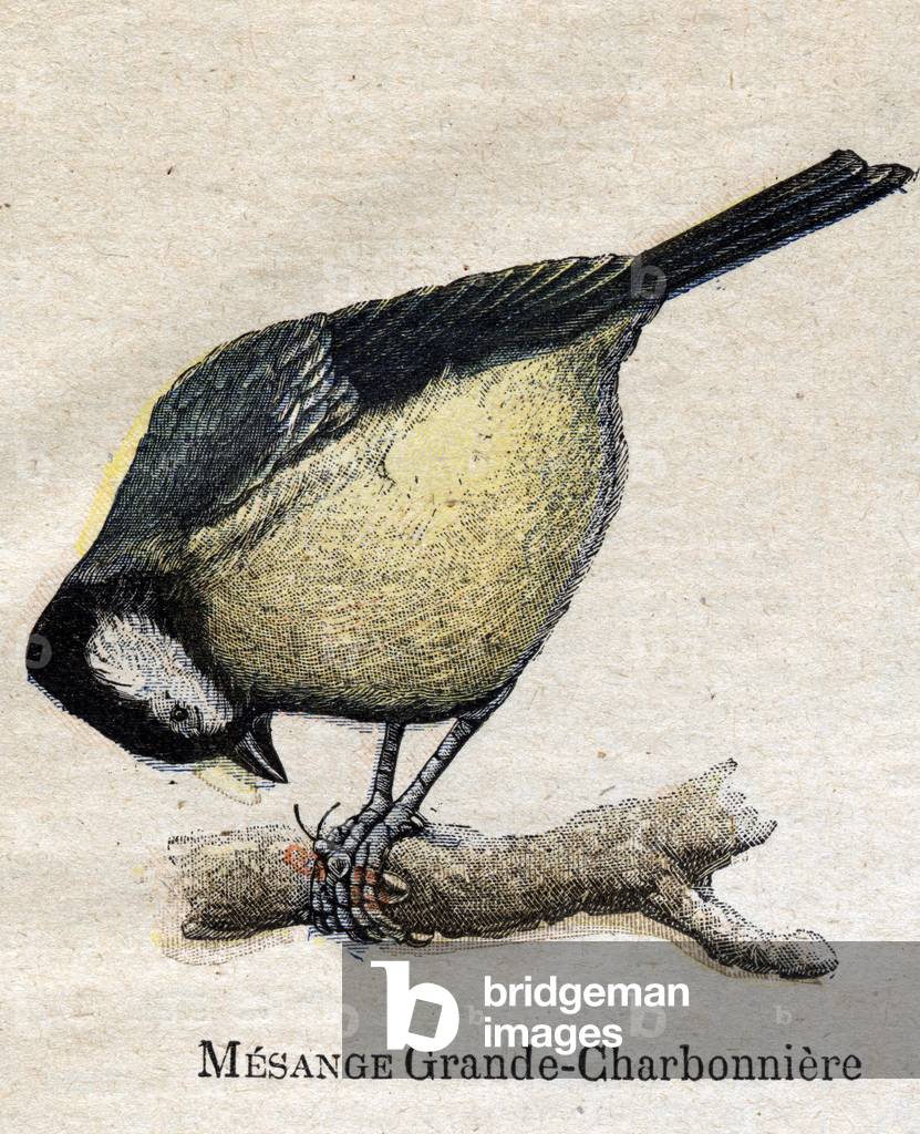 Birds useful for agriculture: Big Chickadee - Coal