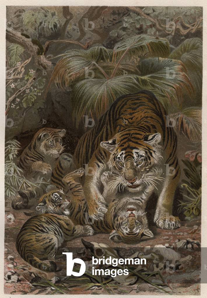 Tiger with tigrons - Tiger (Panthera tigris) with cubs - engraving from “” Brehm's Life of Animals”” by Alfred Edmund Brehm (1829Ð1884)