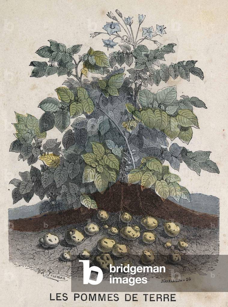 Potatoes. 19th century illustration. Bianchetti collection.
