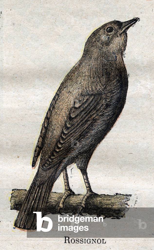 Birds useful to agriculture: Nightingale