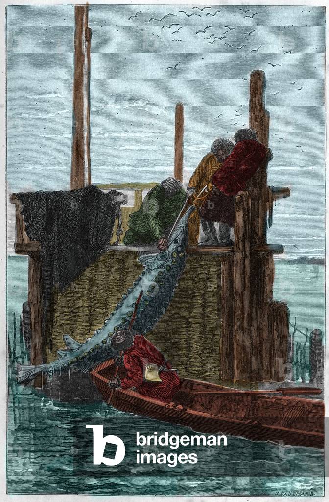 Sturgeon fishing in the Volga River. (Storione) (Acipenser sturio)