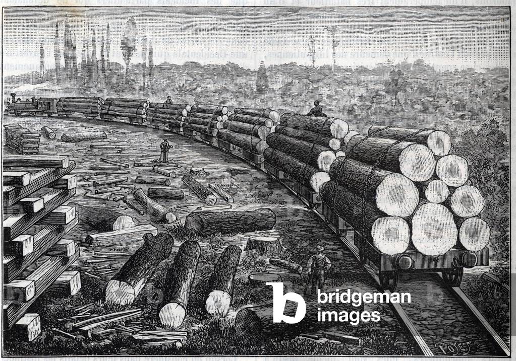 Exploitation of United States forests. Temporary railways with wooden track. Wagons carrying tree trunks. Engraving in “” La Nature””, 1883. Private collection.