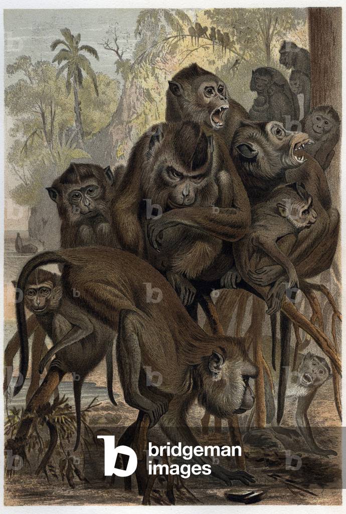 Macaques (Macaca) (Cercopithecinae) - engraving from “” Brehm's Life of Animals”” by Alfred Edmund Brehm (1829-1884)