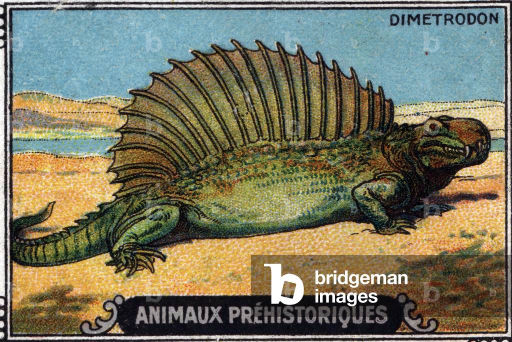 Prehistoric animal: a dimetrodon.