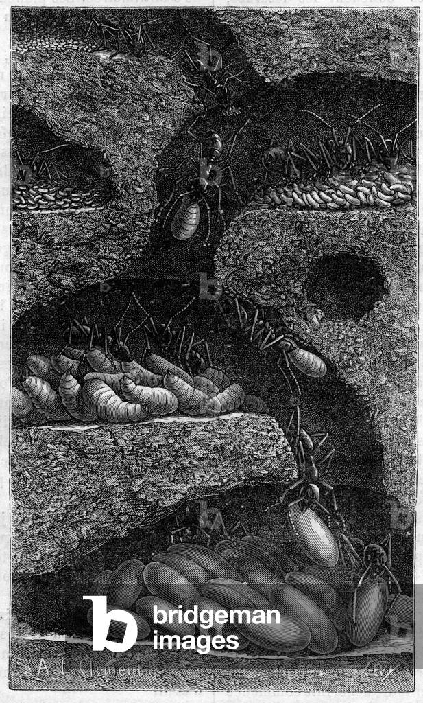 Housing eggs and larvae in an ant. Engraving in “” le journal de la Jeunesse “” of 1888.