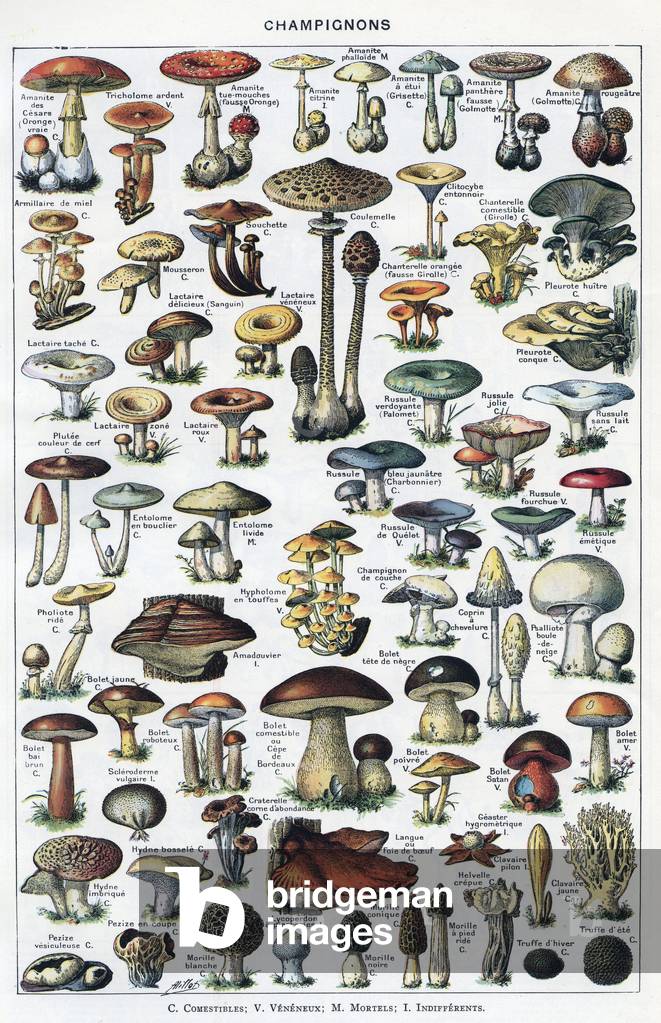 MUSHROOMS - drawing from the English dictionary, Larousse universel, around 1940