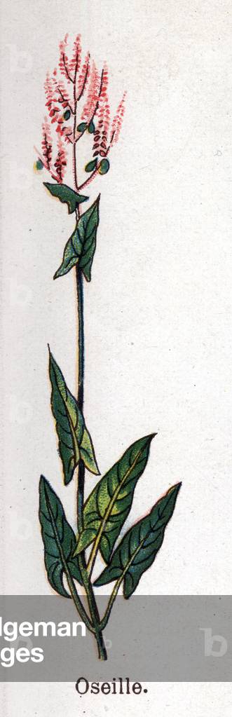 Medicinal and food botanical plants: sorrel. Engraving in “” La medication naturelle””, by Friedrich Eduard Bilz (1842-1922), 1898. Private Collection