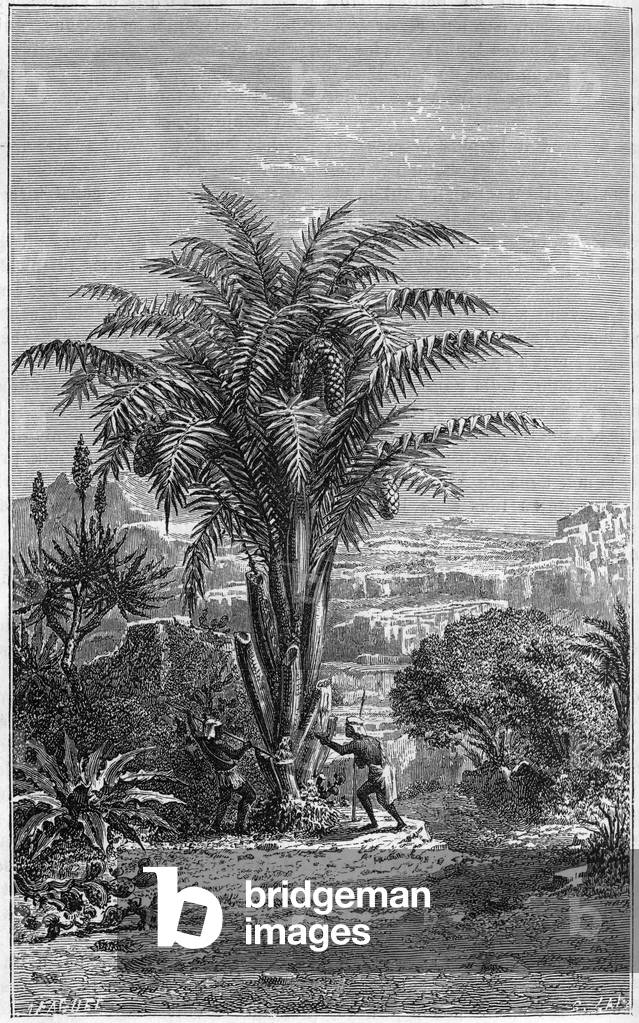 A Gagouier from Guinee is a palm tree of the tribe of the calamees, 1887 (engraving)