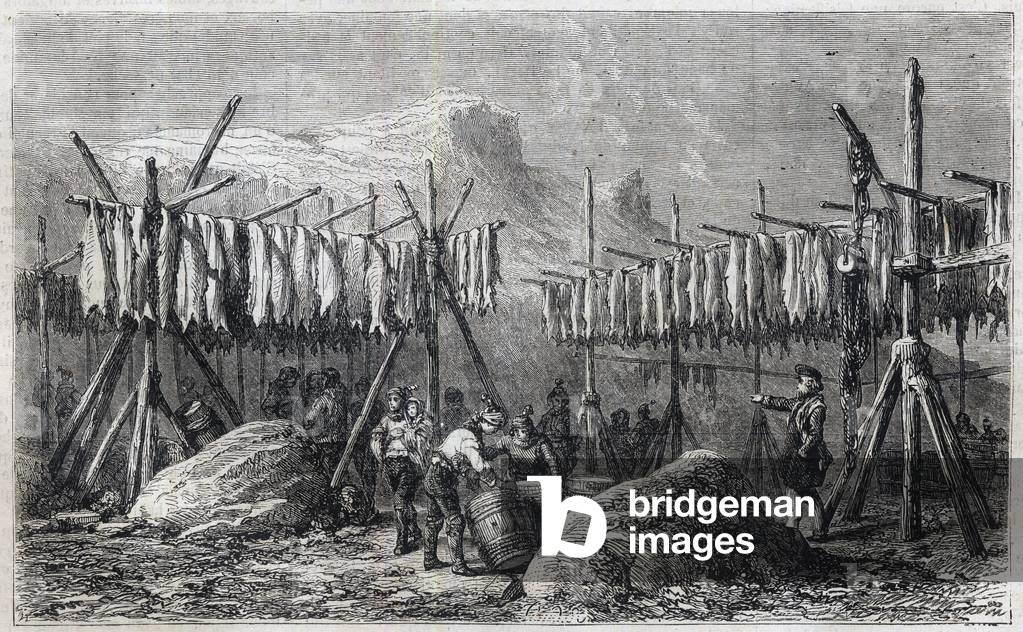 Cod Drying in Fiskerness in Greenland - Cod Drying in Fiskerness in Greenland Engraving from “” The Illustrous Universe”” 1866