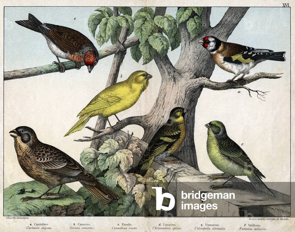 Illustration for “Natural History of birds