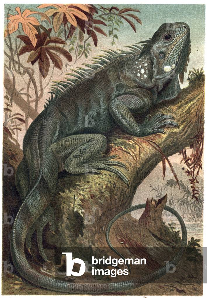 Iguana - Iguana (herbivorous lizards) - engraving from “” Brehm's Life of Animals”” by Alfred Edmund Brehm (1829-1884)