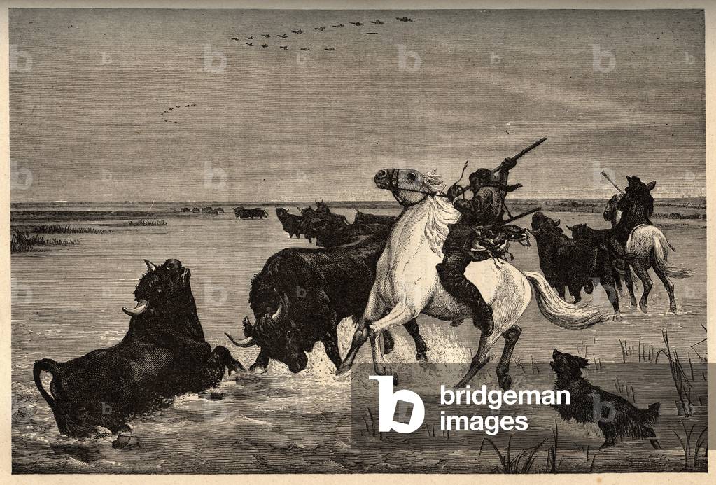 Les oxes (bovine breed) de la camargue d'apres la peinture de vayson- engraving in “” PATRIE” - engraving in “