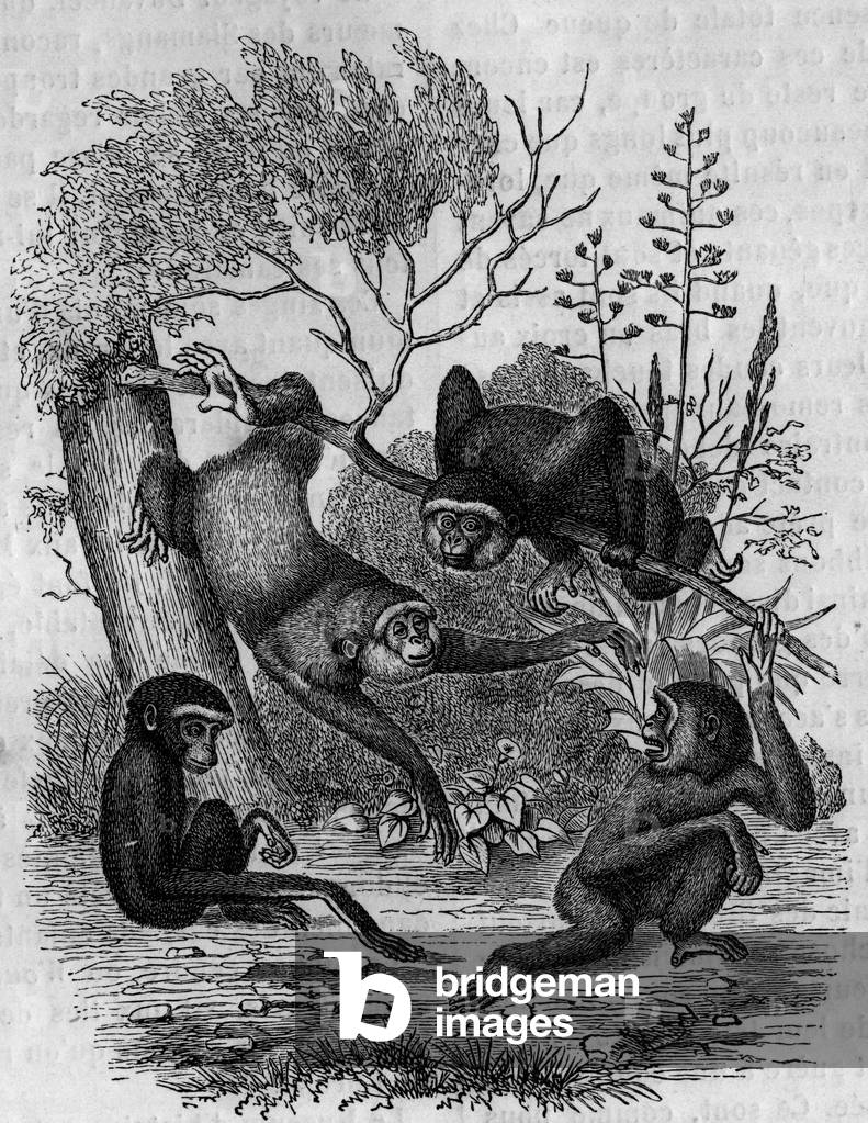 Engraving representing the Gibbons Hoolock of India.