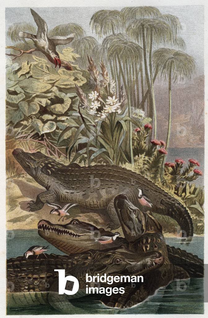 Nile Crocodile - The Nile crocodile (Crocodylus niloticus) - engraving from “” Brehm's Life of Animals”” by Alfred Edmund Brehm (1829-1884)