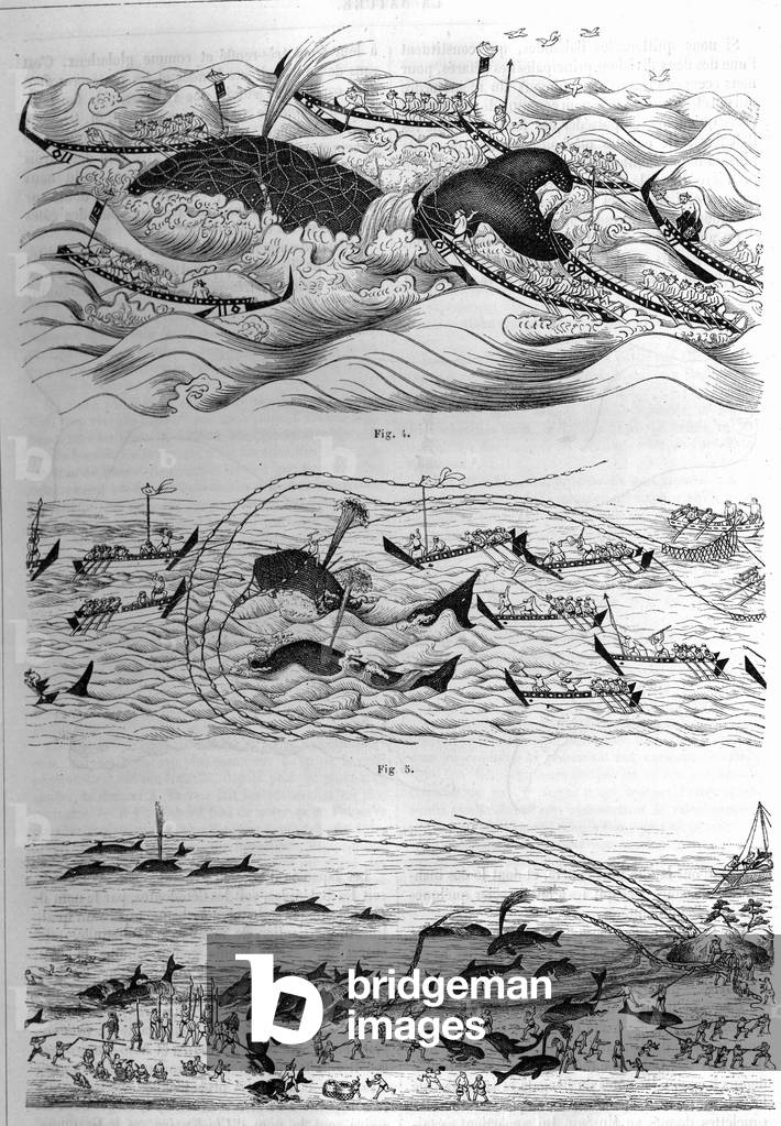 Techniques of fishing of this species in Japan. Sample of drawings sent by the Government of Japan. Engraving in “” La Nature: revue des sciences et de leurs applications aux arts et a l'industrie”” of 8 December 1877.
