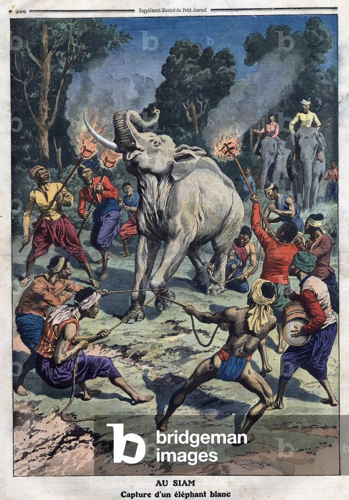 Au Siam : capture of a white elephant, 1911 (print)