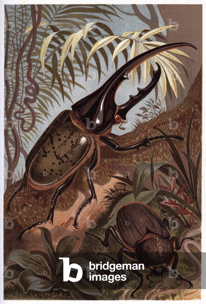 Dynaste hercules, scarabee rhinoceros - The Hercules beetle (Dynastes hercules) - engraving from “” Brehm's Life of Animals”” by Alfred Edmund Brehm (1829-1884)