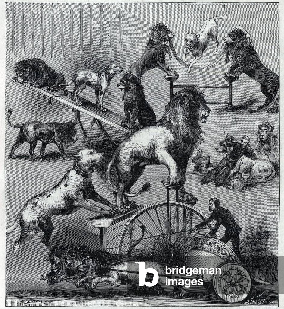 Les lions dresses du Nouveau Cirque à Paris: different tricks of an acrobatic number with lions, tamers and dogs. Engraving in “” La Nature”” 1890. Private collection.