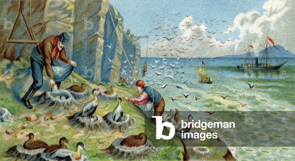 Down production in New Zemble, Russia: men charged with collecting eggs and feathers must climb the rocks to reach the nests. Chromolithography of the 19th century
