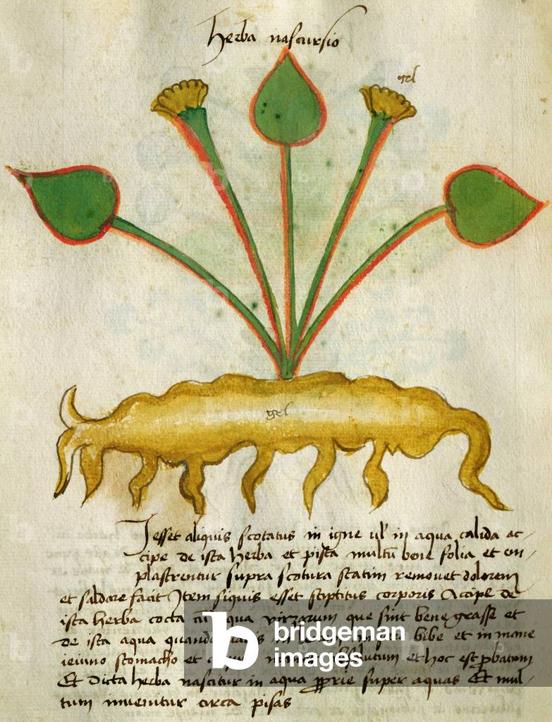Ms 320 M Fol.29v Herba Nastrusio, from 'Liber Herbarius una cum rationibus conficiendi medicamenta' by Orgione Rizzardo (vellum)