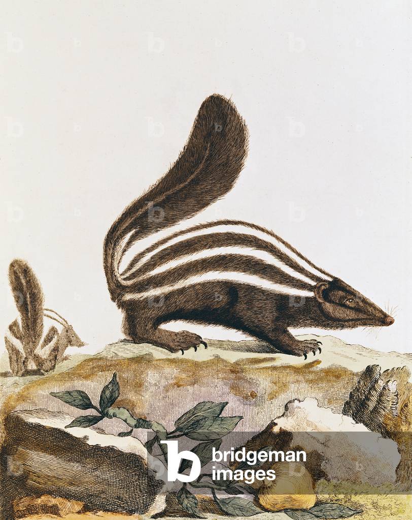 Image of Engraving depicting Skunk 1701 by French Artist, b/w