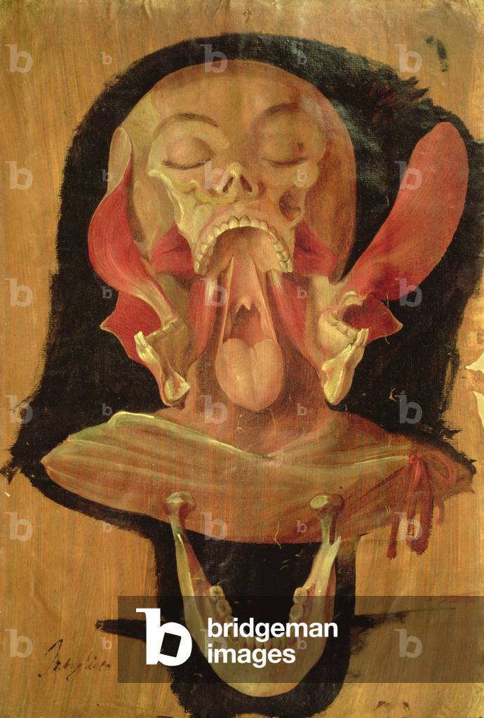 Anatomical drawing of the head (oil on panel)