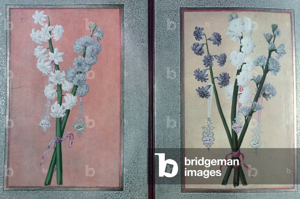 T.K.Hazine 413 Two Hyacinths, 1736 (gouache on paper)