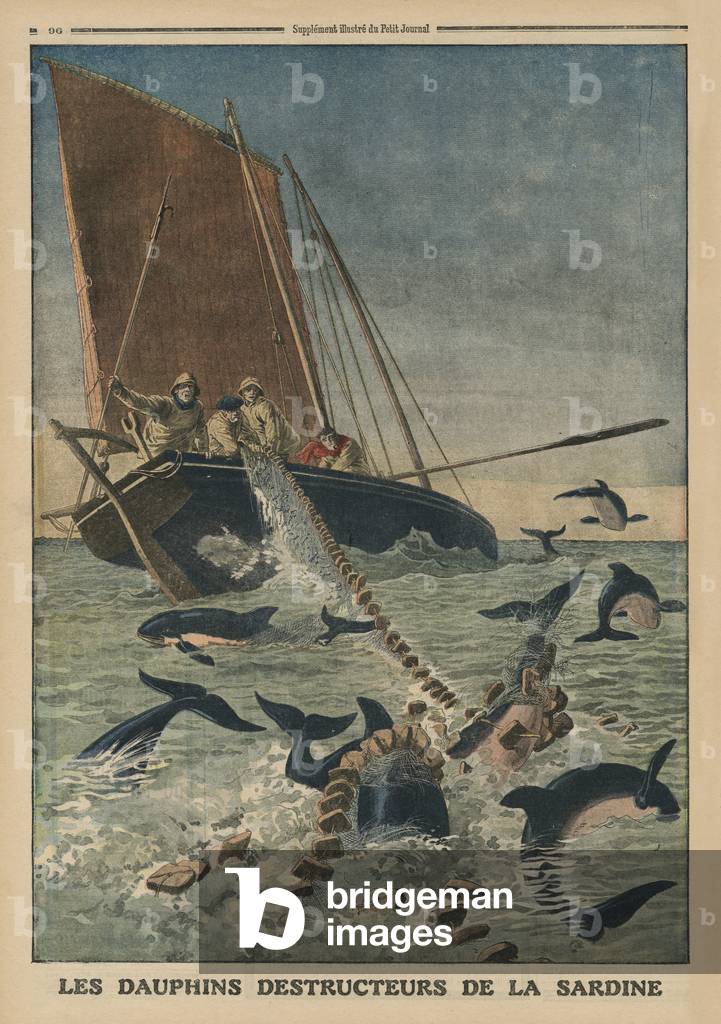 Delfini che distruggono sardine, illustrazione di copertina da 'Le Petit Journal ', supplemento illustre, 23 m