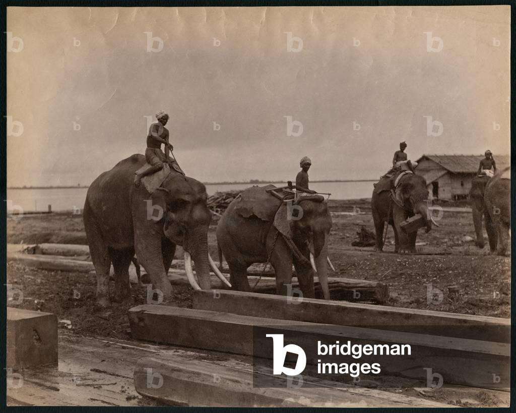 Working with elephants, c.1880 (albumen print)