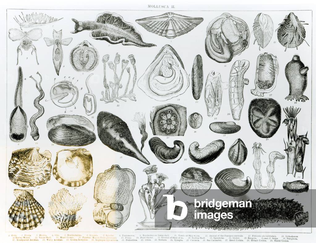 Molluschi (litografia)