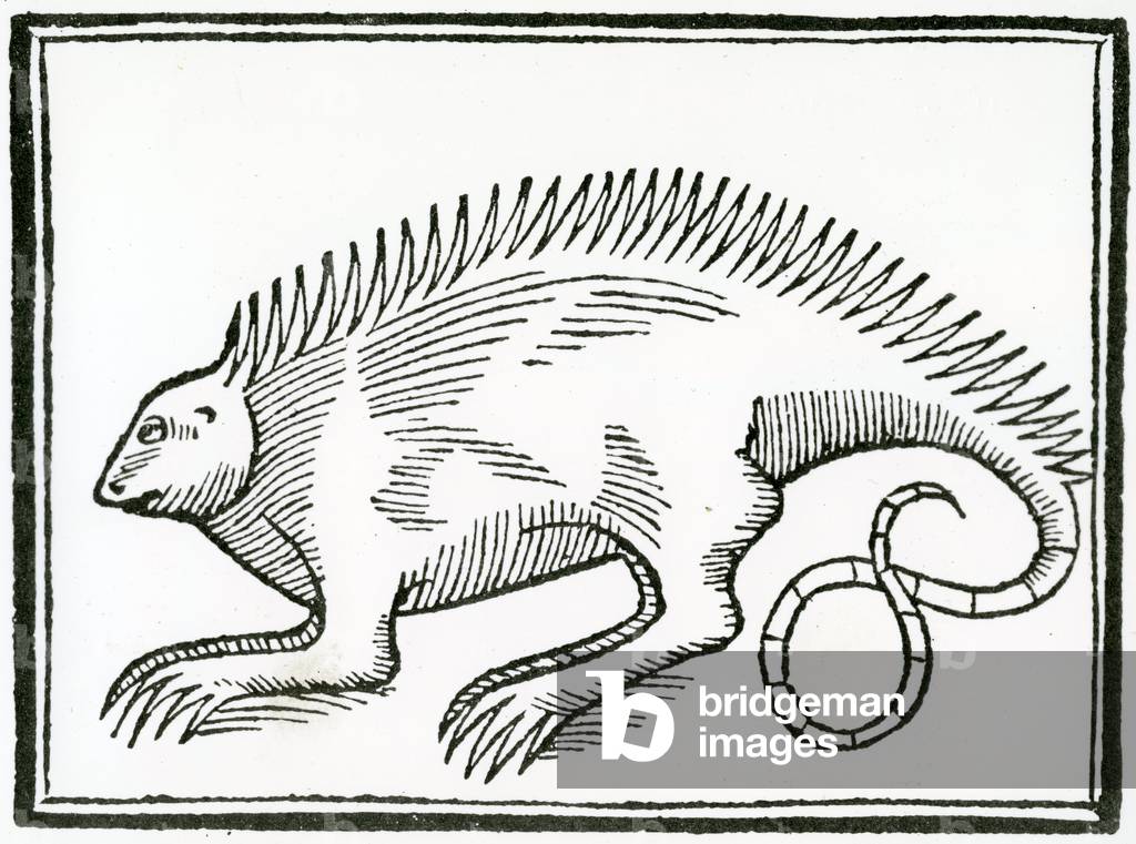 A Reptile found in the New World, from 'La historia general de las Indias', 1547 (woodcut)