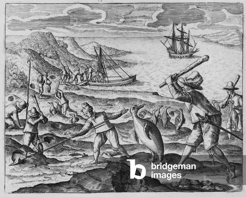 Penguin hunting, 1598 (engraving)